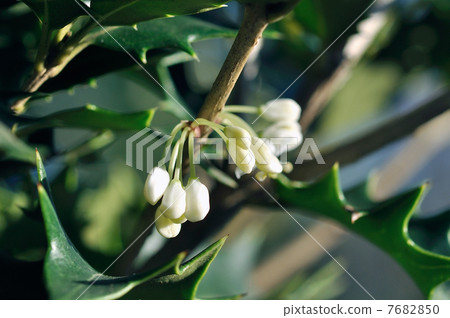 Holly flowers Holly flowers 7682850