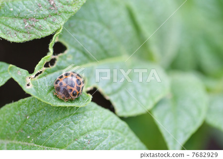 馬達拉Tentou亞科的瓢蟲 7682929