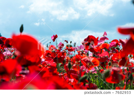 Blue sky and poppy 7682933