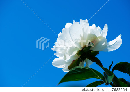 Blue sky and peonies 7682934