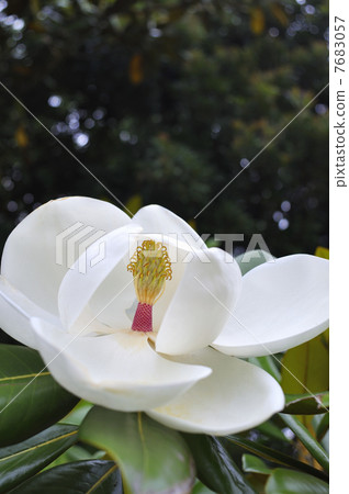 Taisambok flowers 7683057