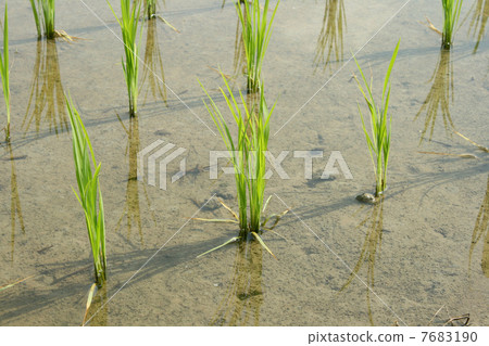 A rice field that started rice planting A rice field that started rice planting 7683190