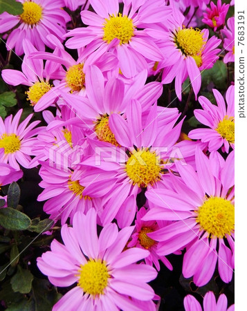Chrysanthemum Chrysanthemum 7683191
