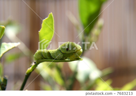 Swallowtail larvae 7683213