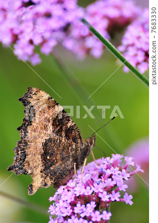 Verbena Bonariensis and Heredeyside Verbena Bonariensis and Heredeyside 7683330