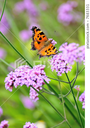 Verbena Bonariensis and Heredeyside 7683331