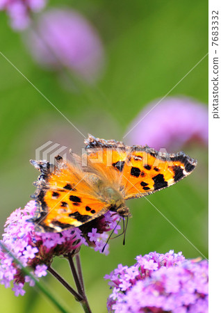 馬鞭草Bonariensis和Heredeyside 7683332