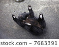 小熊 7683391