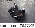 小熊 7683392
