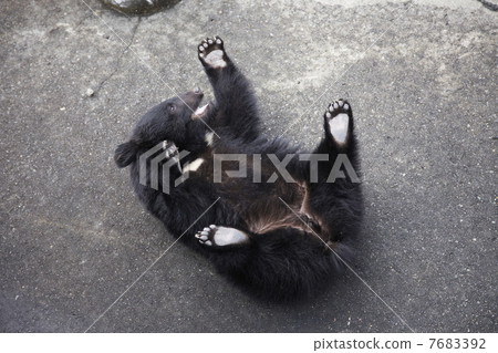 Cub Cub 7683392