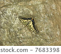 Butterfly 7683398