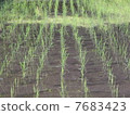 Paddy field 7683423