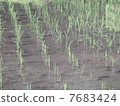 Paddy field 7683424