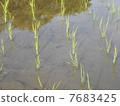 Paddy field 7683425
