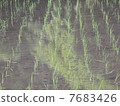 Paddy field 7683426
