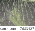 Paddy field 7683427