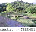 Paddy field 7683431