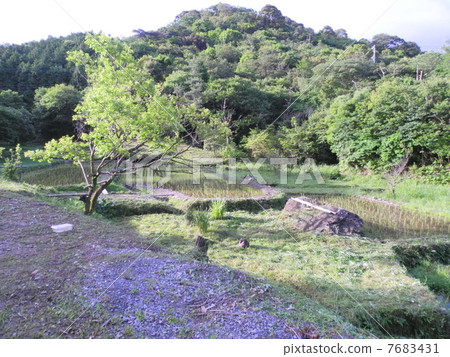 Paddy field Paddy field 7683431