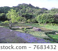 Paddy field 7683432