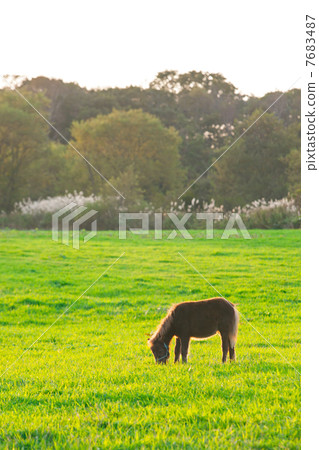 A horse that receives sunset and eats grass 7683487