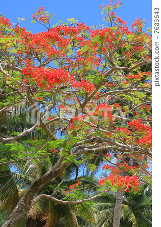 南洋櫻花樹 7683643