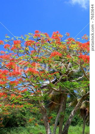 南洋櫻花樹 7683644