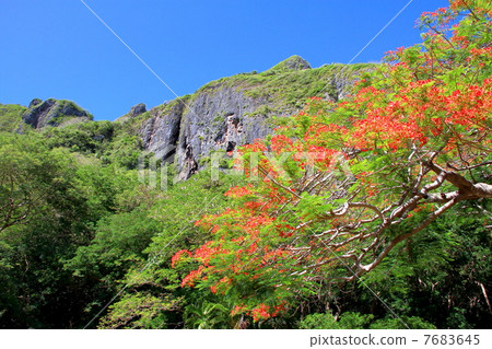 南洋櫻花樹 7683645