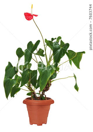 Red anturium in brown flowerpot isolated on white background. Red anturium in brown flowerpot isolated on white background. 7683744