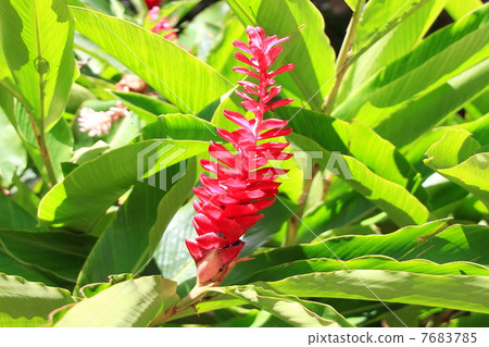 紅姜 7683785