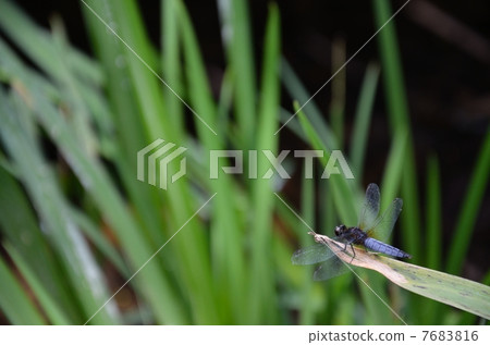 The male of the halibirotorbo The male of the halibirotorbo 7683816