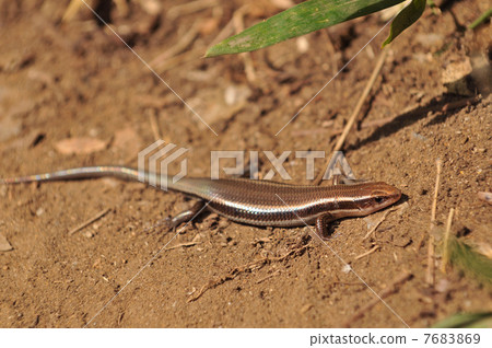 日本蜥蜴 7683869
