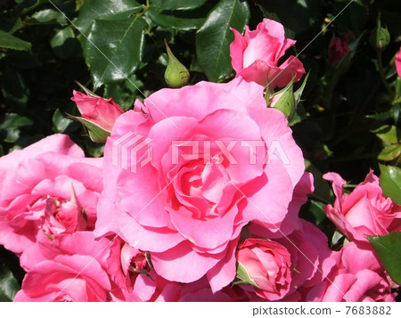 Rose of pink 7683882