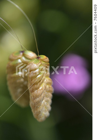 Cobanx (Oryza grass) Cobanx (Oryza grass) 7684409