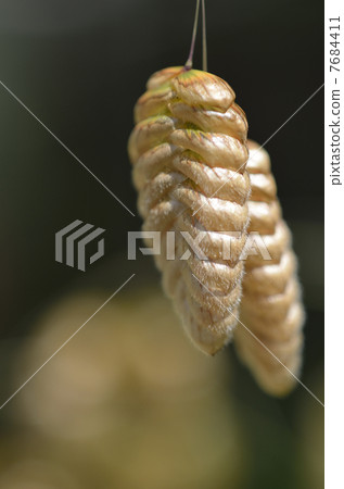 Cobanx（Oryza草） 7684411