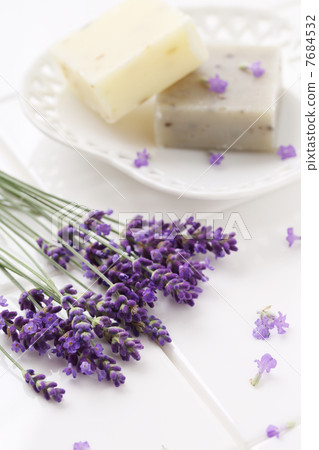 lavender lavender 7684532