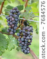 Red wine raw grapes 7684576