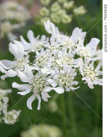Orlea·Grandy Flora Orlea·Grandy Flora 7684688