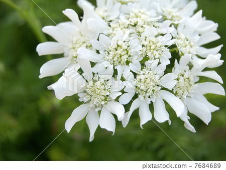 Orlea·Grandy Flora Orlea·Grandy Flora 7684689