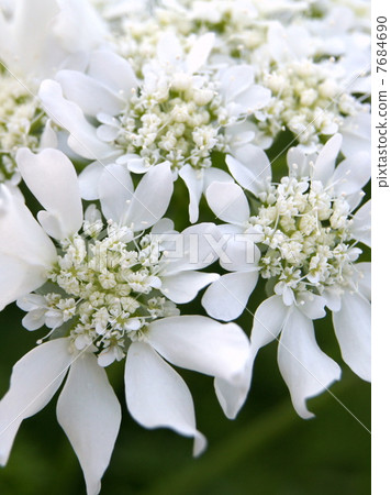 Orlea·Grandy Flora 7684690