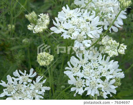 Orlea · Grandy Flora Orlea · Grandy Flora 7684697