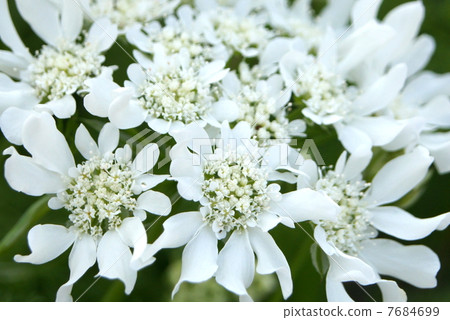 Orlea·Grandy Flora Orlea·Grandy Flora 7684699