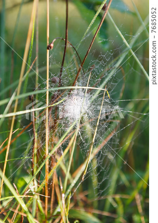 Summer and Cobwebs Summer and Cobwebs 7685052
