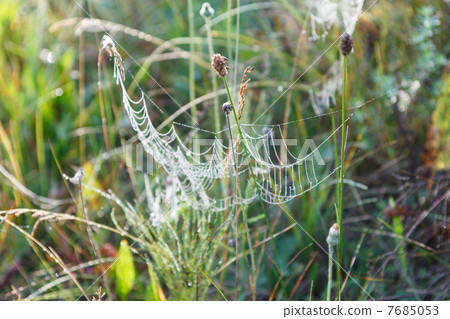 Summer and Cobwebs 7685053