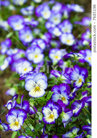 Pansy 7685196