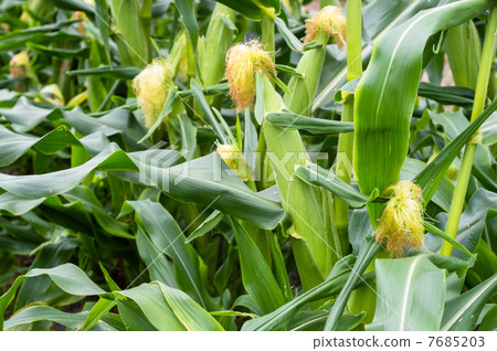 corn  7685203