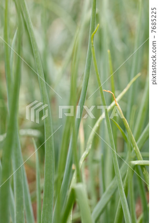 Green onion in the garden Green onion in the garden 7685225