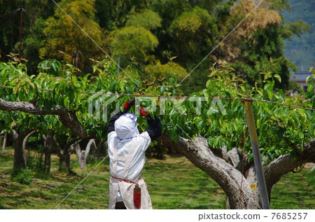 梨果子工作果樹農夫的工作 7685257
