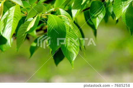 櫻花葉櫻桃葉 櫻花葉櫻桃葉 7685258