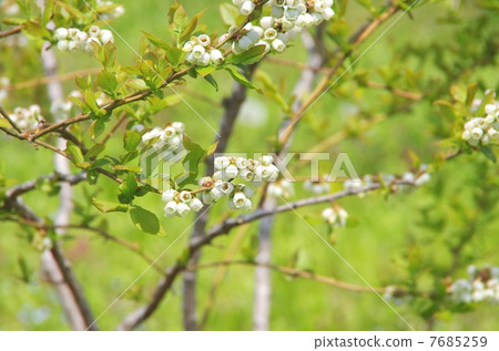 Blueberry Flower Blueberry White Flower 7685259