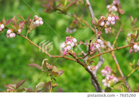 藍莓花藍莓粉紅色的花 藍莓花藍莓粉紅色的花 7685260